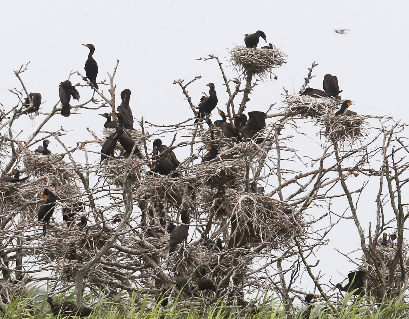 Cormorants Nesting